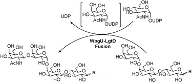 Graphical abstract: Efficient synthesis of globoside and isogloboside tetrasaccharides by using β(1→3) N-acetylgalactosaminyltransferase/UDP-N-acetylglucosamine C4 epimerase fusion protein