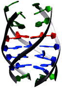 Graphical abstract: Structure of the parallel-stranded DNA quadruplex d(TTAGGGT)4 containing the human telomeric repeat: evidence for A-tetrad formation from NMR and molecular dynamics simulations