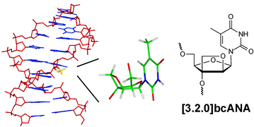 Graphical abstract: NMR solution structure of dsDNA containing a bicyclic D-arabino-configured nucleotide fixed in an O4′-endo sugar conformation