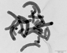 Graphical abstract: Synthesis and shape modification of organo-functionalised silica nanoparticles with ordered mesostructured interiors