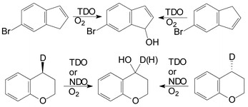 Graphical abstract: Stereochemical and mechanistic aspects of dioxygenase-catalysed benzylic hydroxylation of indene and chromane substrates