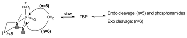 Graphical abstract: Hydrolysis of cyclic phosphoramides. Evidence for syn lone pair catalysis