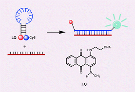 Graphical abstract: A new dark quencher for use in genetic analysis