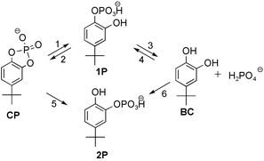 Graphical abstract: Polymeric enzyme mimics: catalytic activity of ribose-containing polymers for a phosphate substrate