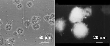 Graphical abstract: Modulation of macrophage structure and function by low level He–Ne laser irradiation