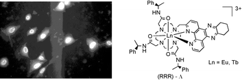 Graphical abstract: Luminescent nonacoordinate cationic lanthanide complexes as potential cellular imaging and reactive probes