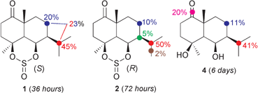 Graphical abstract: Improved microbiological hydroxylation of sesquiterpenoids: semisynthesis, structural determination and biotransformation studies of cyclic sulfite eudesmane derivatives