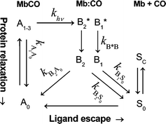 Graphical abstract: Protein relaxation in the photodissociation of myoglobin–CO complexes