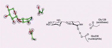 Graphical abstract: A xylobiose-derived isofagomine lactam glycosidase inhibitor binds as its amide tautomer