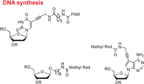 Graphical abstract: Synthesis of fluorophore and quencher monomers for use in Scorpion primers and nucleic acid structural probes