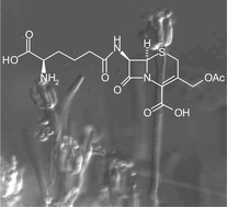 Graphical abstract: Marine-derived fungi: a chemically and biologically diverse group of microorganisms