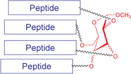 Graphical abstract: Monosaccharide templates for de novo designed 4-α-helix bundle proteins: template effects in carboproteins