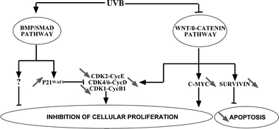 Graphical abstract: UVB-induced mutations in human key gatekeeper genes governing signalling pathways and consequences for skin tumourigenesis