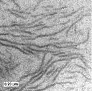 Graphical abstract: Growth and morphology of cadmium chalcogenides: the synthesis of nanorods, tetrapods, and spheres from CdO and Cd(O2CCH3)2