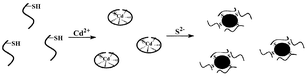 Graphical abstract: The coordination sites of phosphorothioate OligoG10 with Cd2+ and CdS nanoparticles