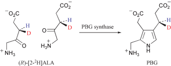 Graphical abstract: Stereochemistry and mechanism of the conversion of 5-aminolaevulinic acid into porphobilinogen catalysed by porphobilinogen synthase