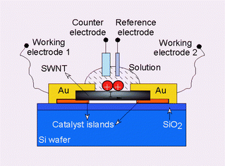 Graphical abstract: In situ detection of cytochrome c adsorption with single walled carbon nanotube device