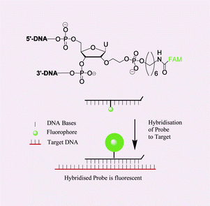 Graphical abstract: Synthesis of HyBeacons and dual-labelled probes containing 2′-fluorescent groups for use in genetic analysis