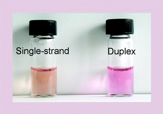 Graphical abstract: DNA–Naphthyl Red conjugate as a visualizing probe of DNA hybridization