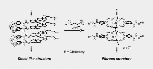 Graphical abstract: Novel host–guest organogels as stabilized by the formation of crown–ammonium pseudo-rotaxane complexes