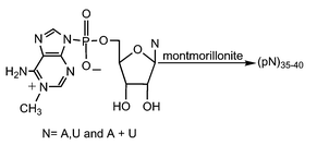 Graphical abstract: Synthesis of 35–40 mers of RNA oligomers from unblocked monomers. A simple approach to the RNA world