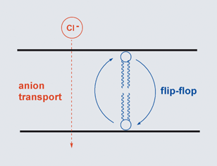 Graphical abstract: Molecular ferries: membrane carriers that promote phospholipid flip-flop and chloride transport