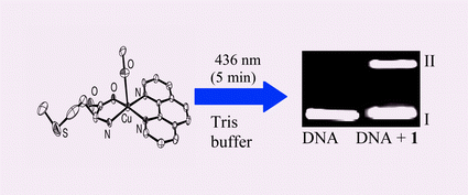 Graphical abstract: Visible light-induced nuclease activity of a ternary mono-phenanthroline copper(ii) complex containing l-methionine as a photosensitizer