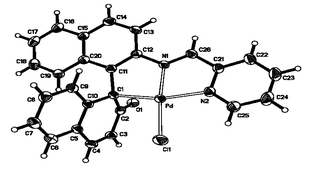 Graphical abstract: Formation of a palladium(ii) complex of 2-(2-pyridinylmethyleneamino)-2′-hydroxy-1,1′-binaphthyl with novel Cσ-coordination and its theoretical investigation