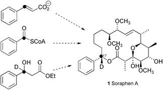 Graphical abstract: Investigation of the early stages in soraphen A biosynthesis