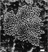 Graphical abstract: The synthesis of III–V semiconductor nanoparticles using indium and gallium diorganophosphides as single-molecular precursors