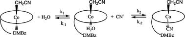 Graphical abstract: Kinetic and thermodynamic studies on the cyanation reactions and base-on/base-off equilibria of alkyl-13-epicobalamins