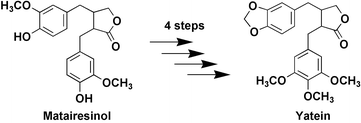 Graphical abstract: Biosynthesis of yatein in Anthriscus sylvestris