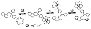 Graphical abstract: Synthesis, photochromic behaviour and light-controlled complexation of 3,3-diphenyl-3H-benzo[f]chromenes containing a dimethylamino group or an aza-15-crown-5 ether unit