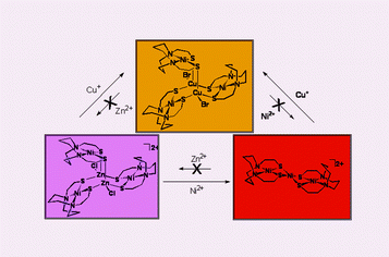 Graphical abstract: Capture of NiII, CuI and ZnII by thiolate sulfurs of an N2S2Ni complex: A role for a metallothiolate ligand in the acetyl-coenzyme A synthase active site