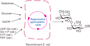 Graphical abstract: Large-scale synthesis of globotriose derivatives through recombinant E. coli