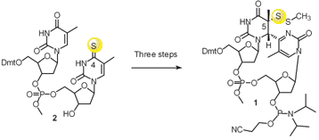 Graphical abstract: Synthesis of the TT pyrimidine (6–4) pyrimidone photoproduct–thio analogue phosphoramidite building block