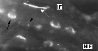 Graphical abstract: Intracellular localization of a long alkyl chain tetraphenylporphyrin and chloride channel activation in Psammobatis extenta electrocytes