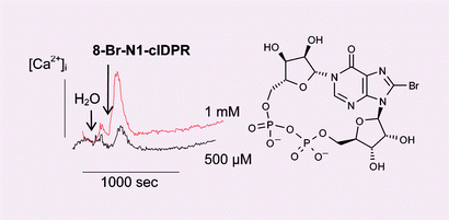 Graphical abstract: First enzymatic synthesis of an N1-cyclised cADPR (cyclic-ADP ribose) analogue with a hypoxanthine partial structure: discovery of a membrane permeant cADPR agonist