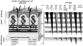 Graphical abstract: Enhancement of the blood growth promoting activity after exposure of volunteers to visible and infrared polarized light. Part I: stimulation of human keratinocyte proliferation in vitro