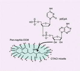 Graphical abstract: Facile aminoacylation of pdCpA dinucleotide with a nonnatural amino acid in cationic micelle