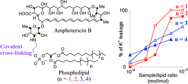 Graphical abstract: Amphotericin B–phospholipid covalent conjugates: dependence of membrane-permeabilizing activity on acyl-chain length