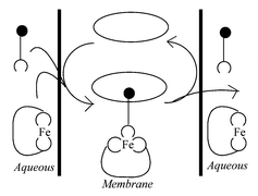 Graphical abstract: Carrier-facilitated bulk liquid membrane transport of iron(iii) hydroxamate complexes utilizing a labile recognition agent and amine recognition in the second coordination sphere