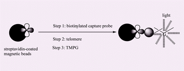 Graphical abstract: Magnetic bead-based label-free chemiluminescence detection of telomeres