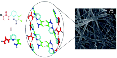 Graphical abstract: A new urea gelator: incorporation of intra- and intermolecular hydrogen bonding for stable 1D self-assembly