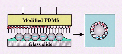 Graphical abstract: Fabrication of dipolar colloid particles by microcontact printing