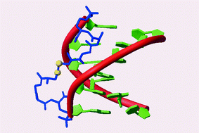 Graphical abstract: Solution structure and stability of a disulfide cross-linked nucleopeptide duplex