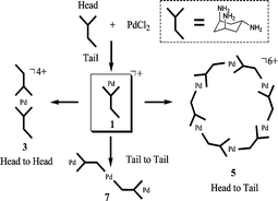 Graphical abstract: Palladium(ii)-based cis,trans-1,3,5-triaminocyclohexane complexes demonstrating a variety of coordination modes and architectures