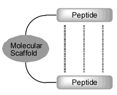 Graphical abstract: Highly ordered structures of peptides by using molecular scaffolds