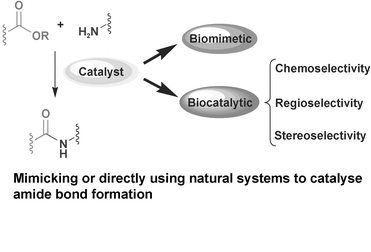 Graphical abstract: Biocatalytic and biomimetic aminolysis reactions: useful tools for selective transformations on polyfunctional substrates