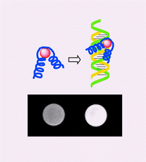 Graphical abstract: Gadolinium-binding helix–turn–helix peptides: DNA-dependent MRI contrast agents